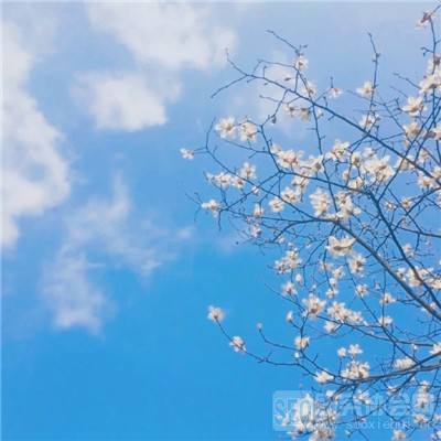 app开元集团apk900